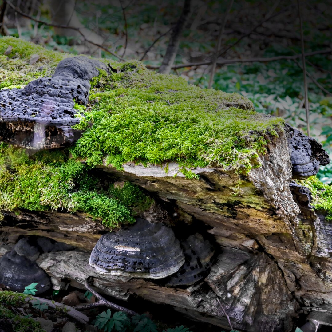 Moss and false tinder fungus (Fomes fomentarius) growing on a dead tree.