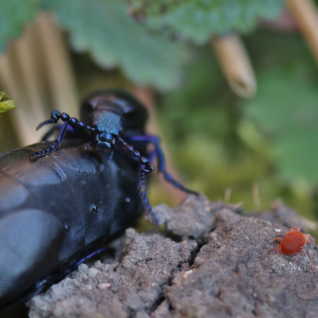 A male oil beetle, probably mating with a female is distracted by a Trombidium mite