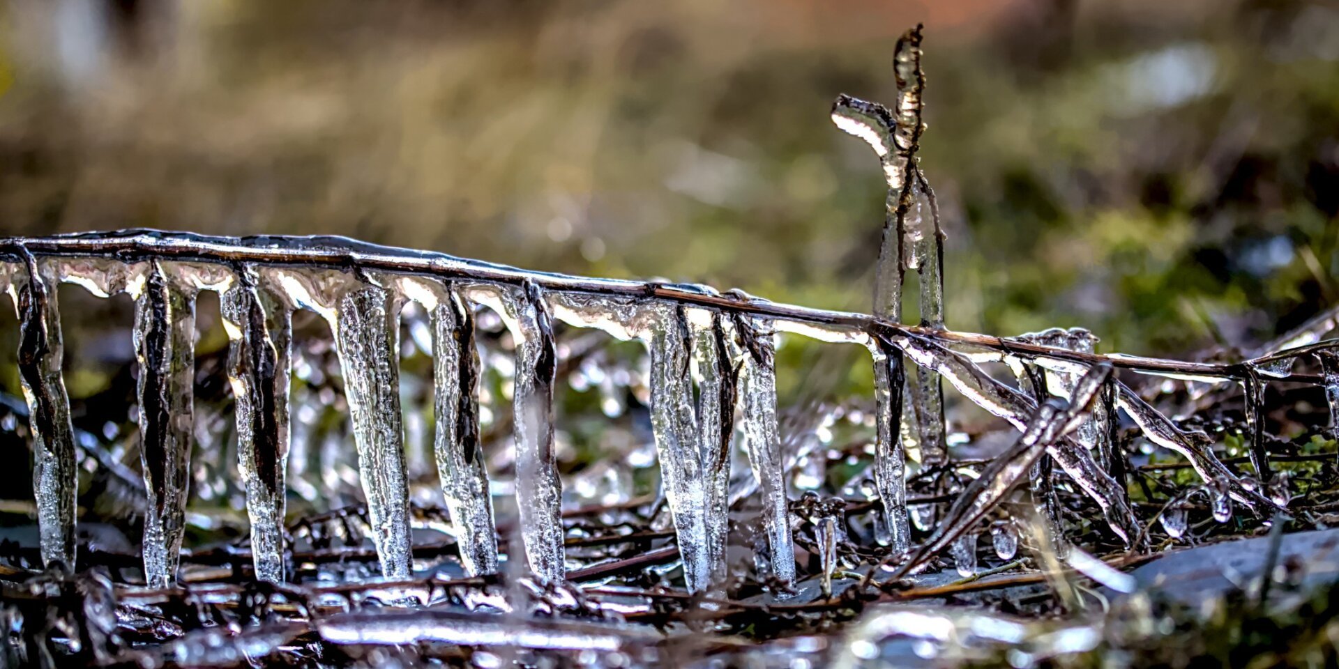 Square picture of 6 icicles containing leaves and air bubbles