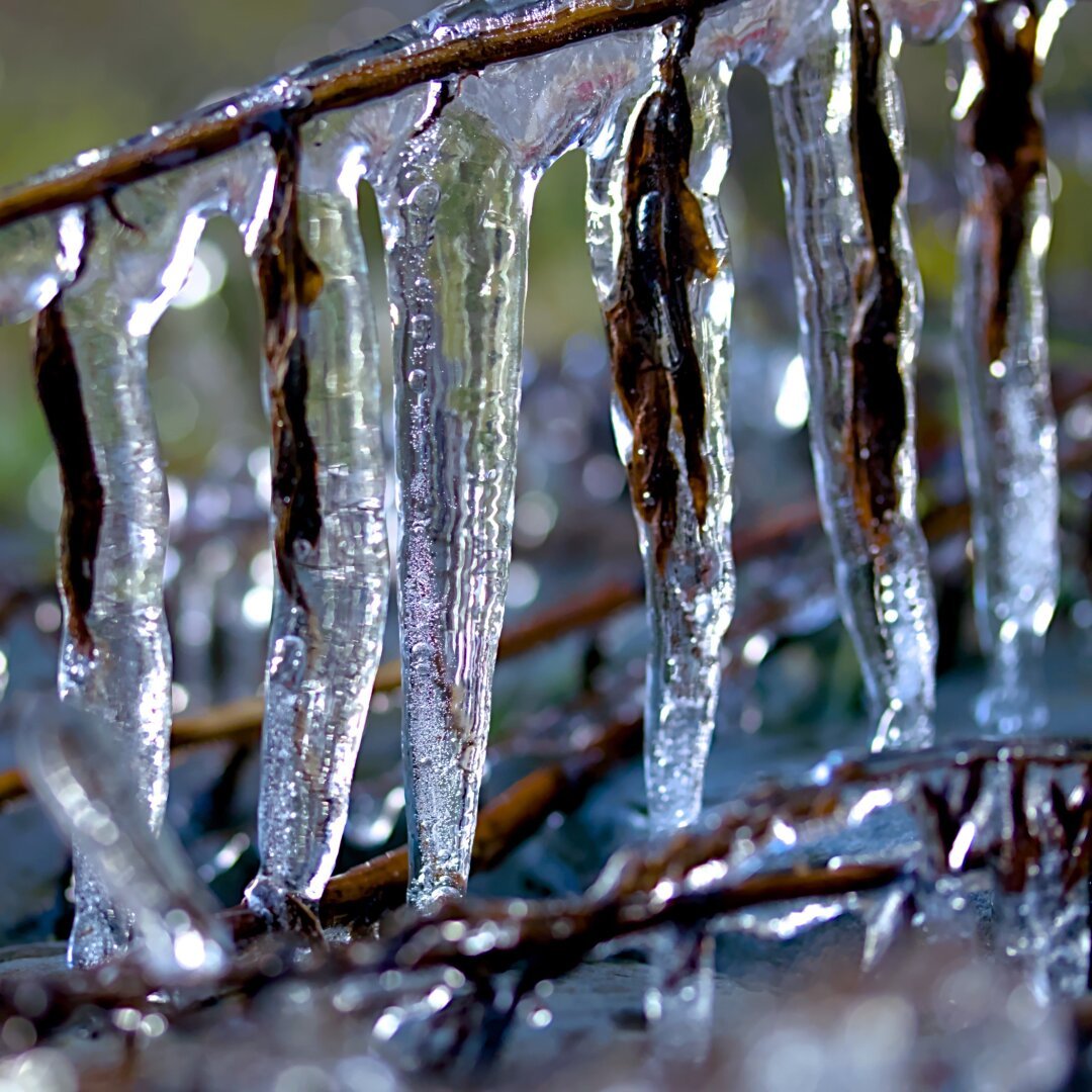 Several straight icicles with leaves, two upright branches also covered in ice