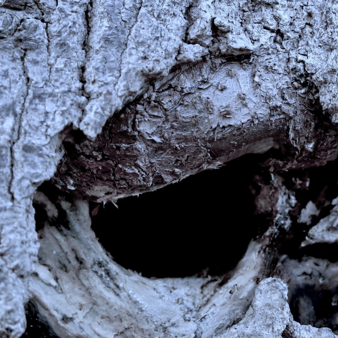 rotten cavity in a tree that looks like an angry looking eye