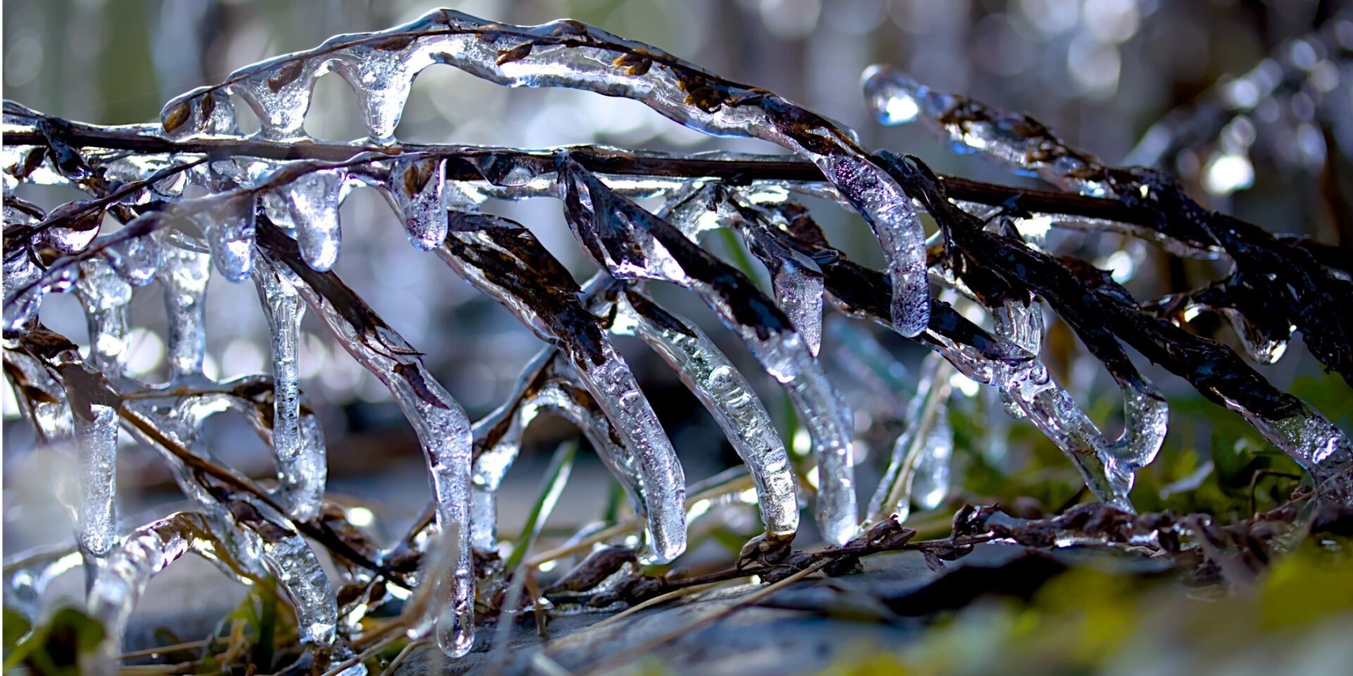 Several weird shaped curved icicles with leaves and air bubbles