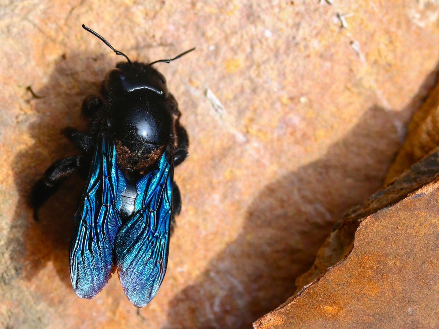 A violet carpenter bee with mites on her back sitting on a brick wall