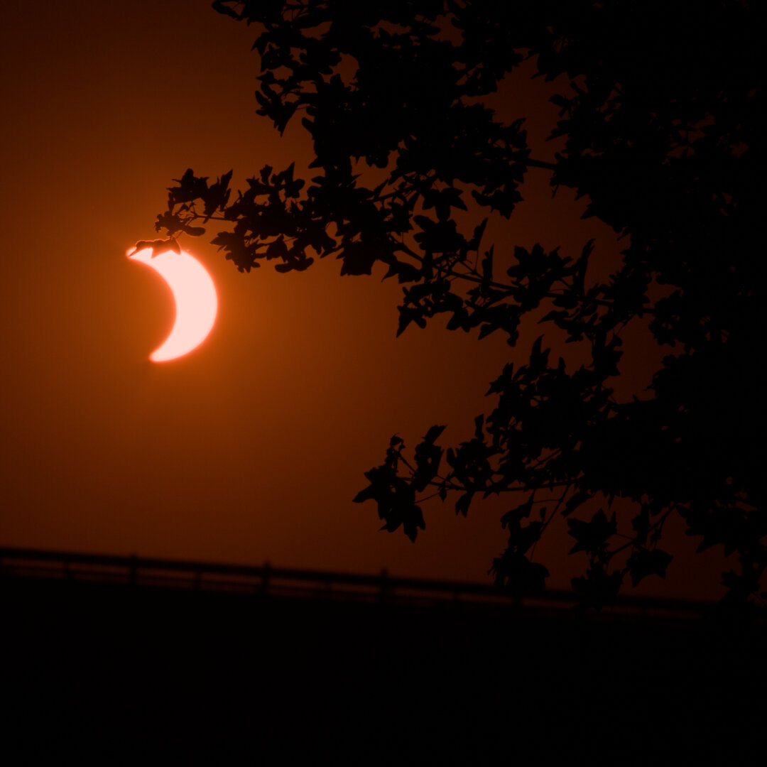 Laubbaum vor der partiellen Sonnenfinsternis, die Sonne hängt wie eine Frucht von einem der Blätter, im Hintergrund die Leitplanke einer Straße.