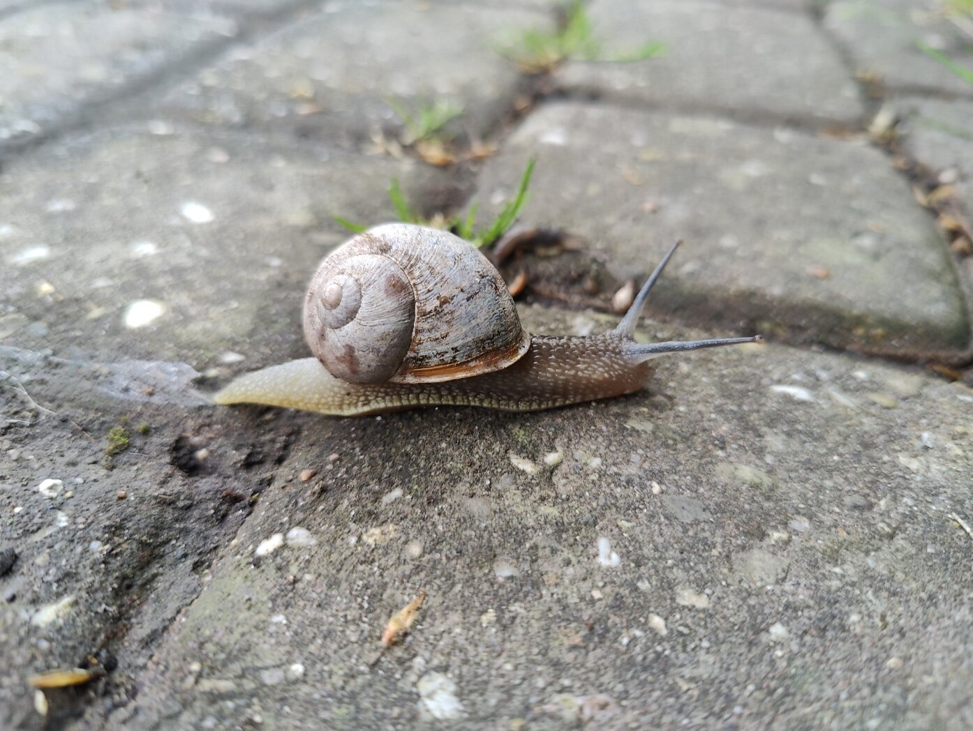 Un escargot qui trace tranquilou sur les pavés devant chez moi