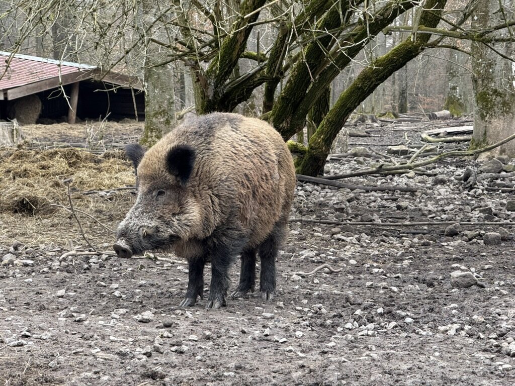 Ein Wildschwein.