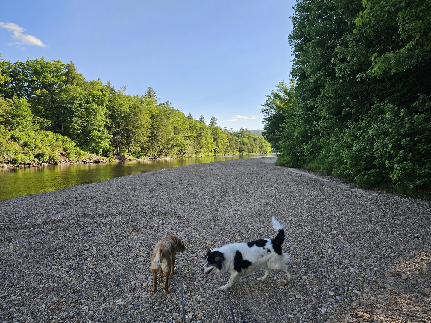 Two dogs standing on a rock bed in the river