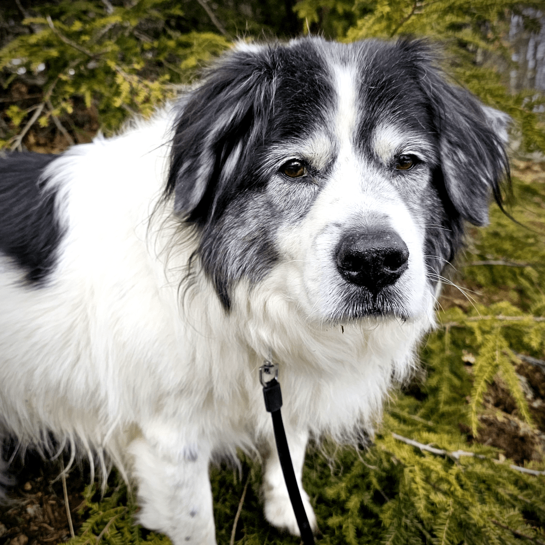 a head on portrait of an old black and white border collie with lots of gray in the face