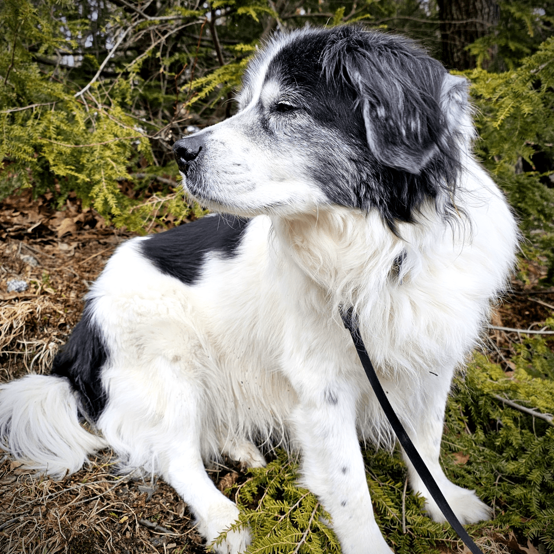 close up portrait of a graying old border collie dog