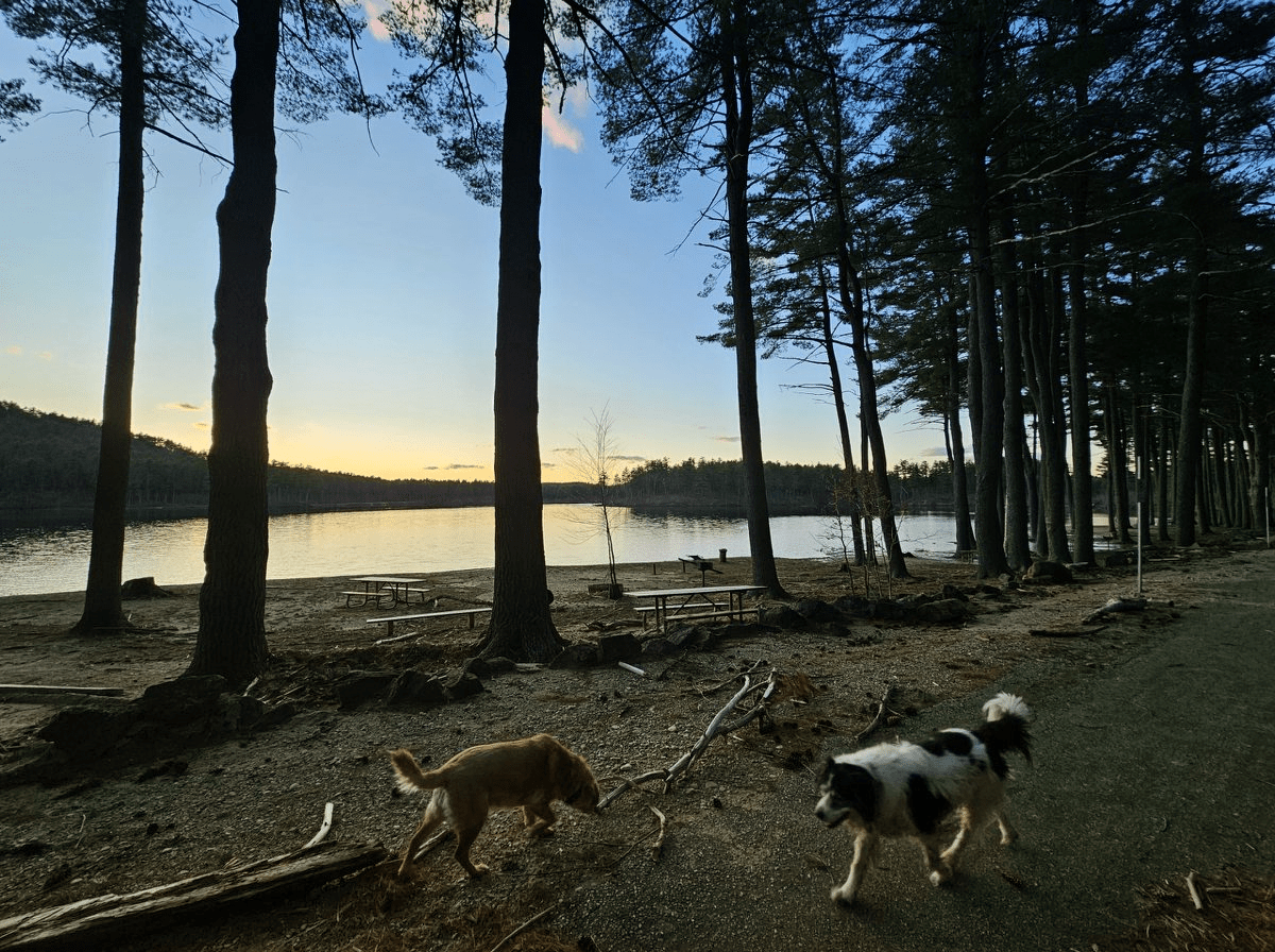 2 dogs in the foreground on a beach on the lake with tall silhouetted pine trees and the lake in the background with a colorful setting sun