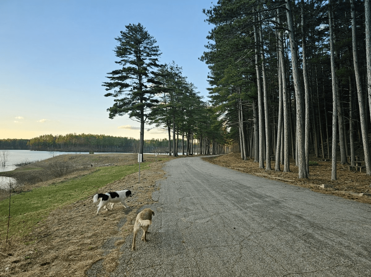 Dogs walk along the park road with the sun setting over the lake to the left and row of tall pine trunks on the right