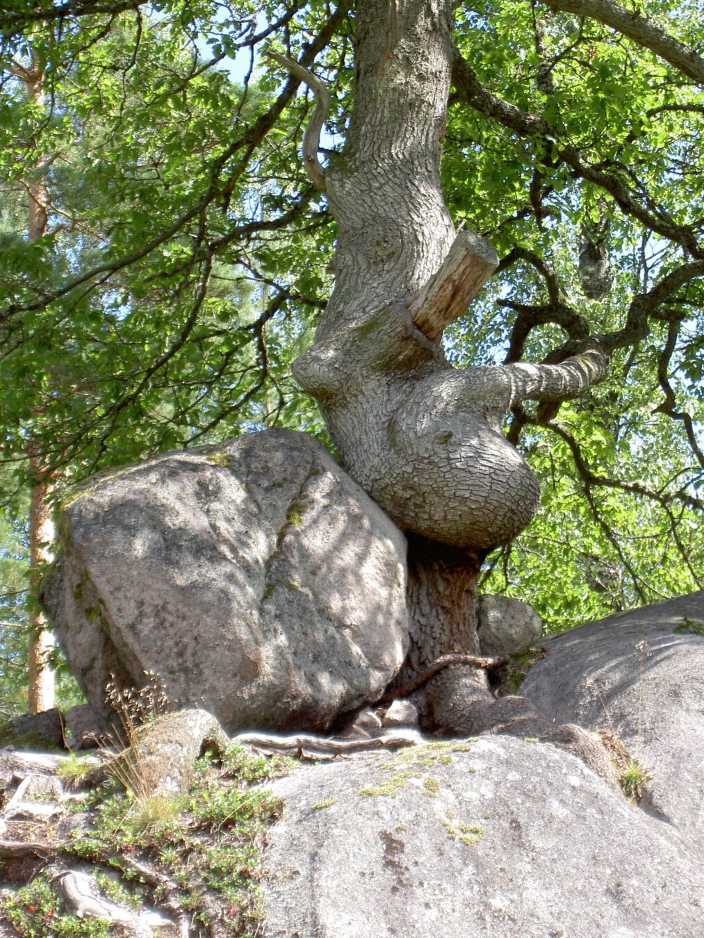 In Swedish: Stenig grund. Ett lövträd i mitten men konstig krumbukt med en stor stenbumlig tätt emot det till vänster om det. I bakgrunden lite fler träd och genom löven kan en blå himmel skymtas. I förgrunden lite mossa på stenen liksom lite annan sparsam vegetation och rötter.