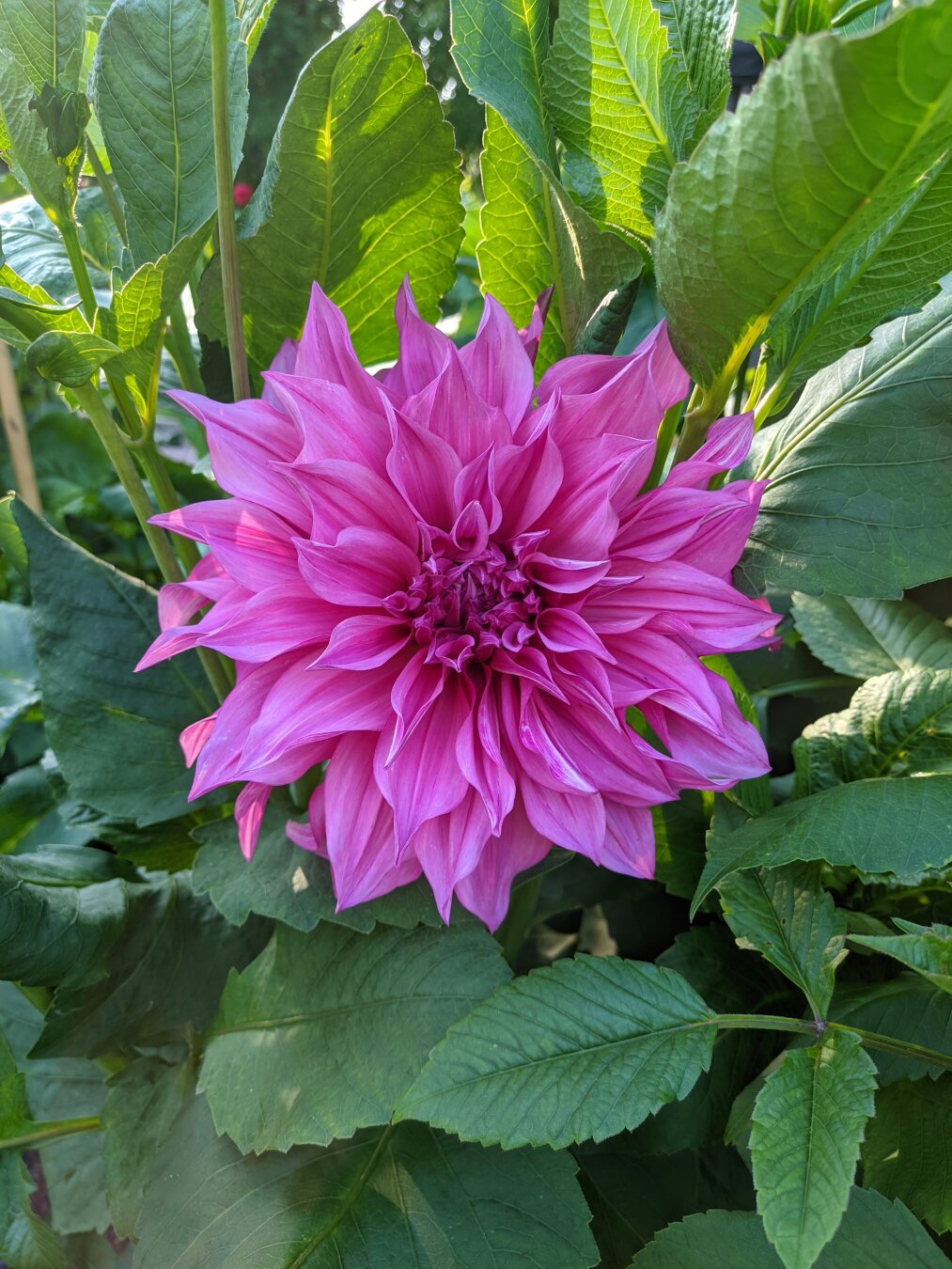 Several dahlia flowers