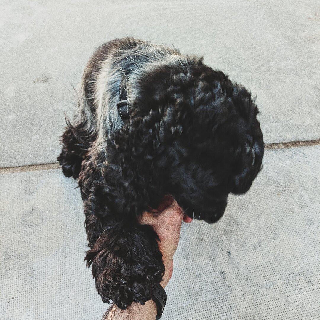 A black cocker spaniel licking a hand that pets it.