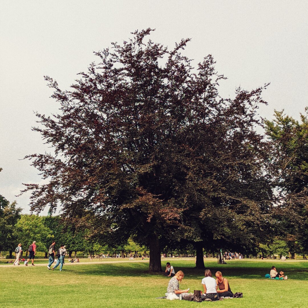 A large tree in a park with people sitting on the lawn in front.
