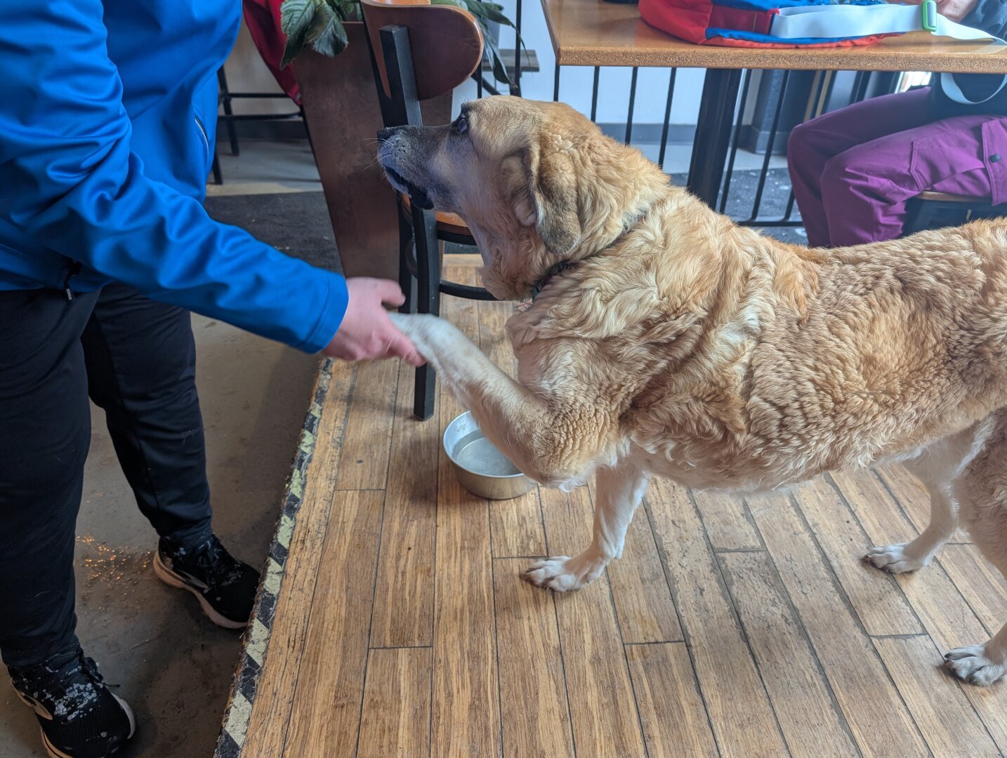 Fawn ruffled coat dog shaking paws in hopes of a treat