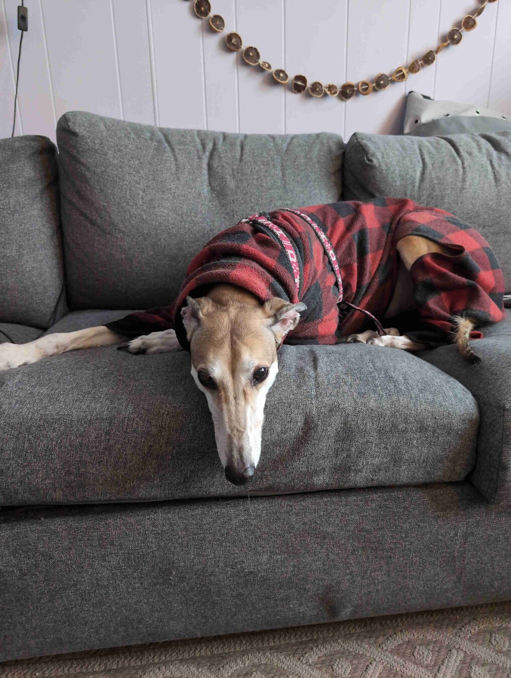 Fawn colored Greyhound in buffalo check pajamas on a grey couch