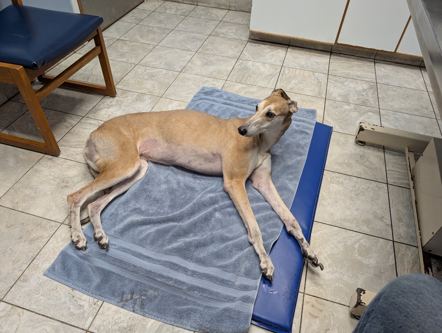 Fawn Greyhound laying on a blue towel on a tile floor