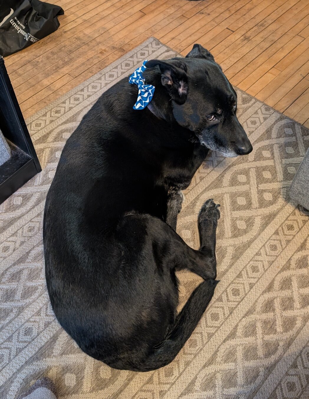 Black dog looking at the camera, wearing a beautiful blue and white bowtie