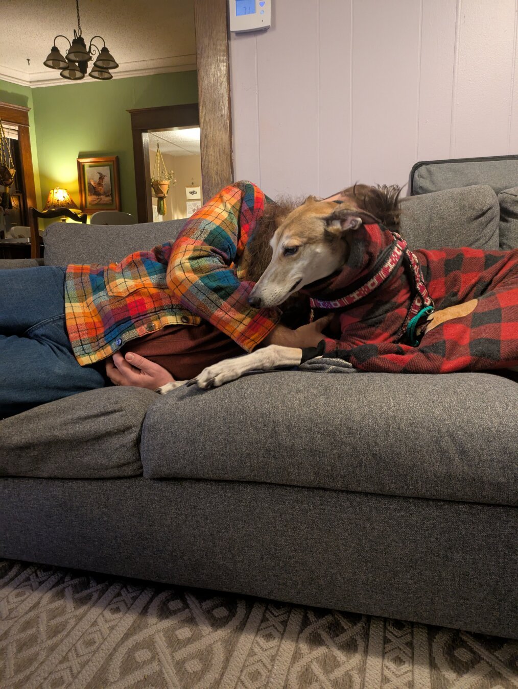 Fawn Greyhound in a buffalo check suit being snuggled by a person in a flannel shirt