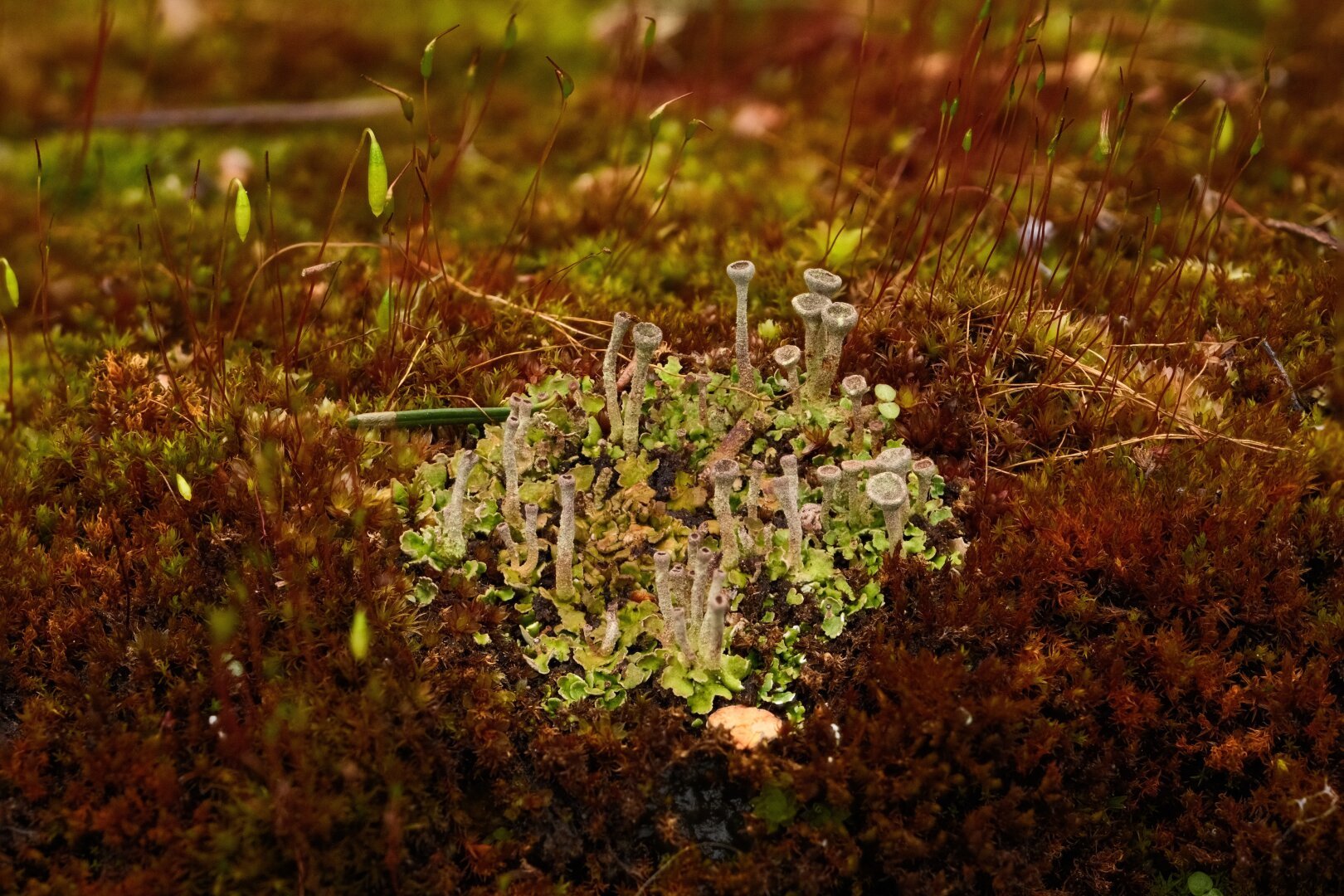 A patch of trumpet lichen growing amongst red moss.