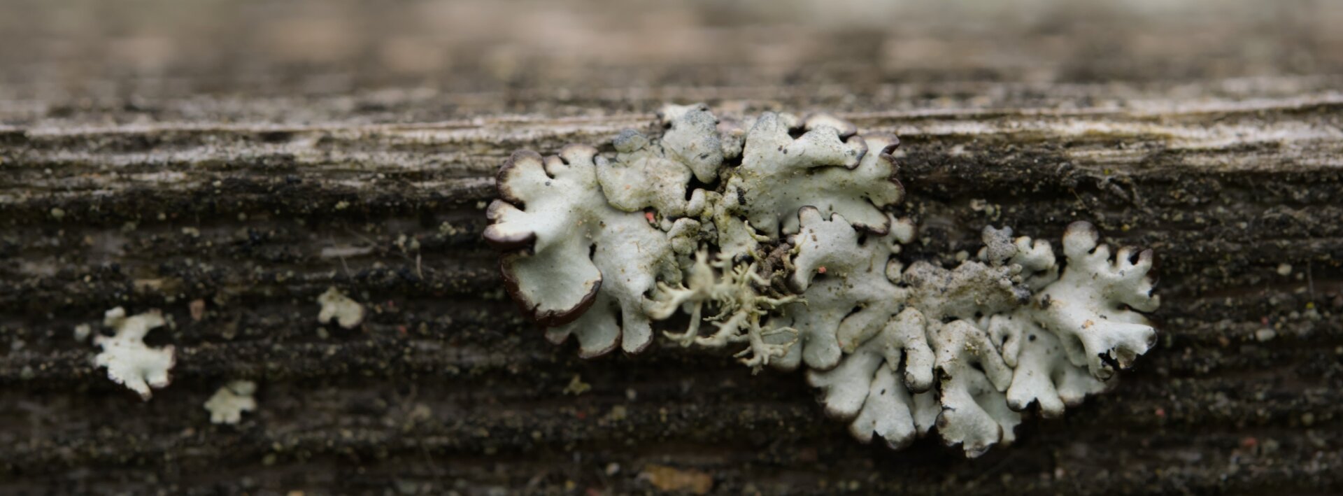 A close up macro photo of a grey lichen with black edges growing on a fence board.