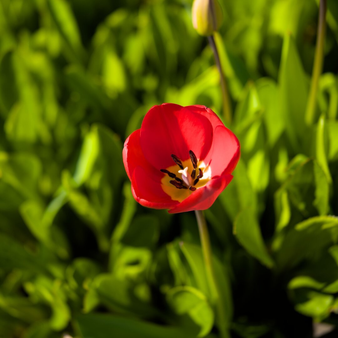 A red Tulip in front of a leafy green background.