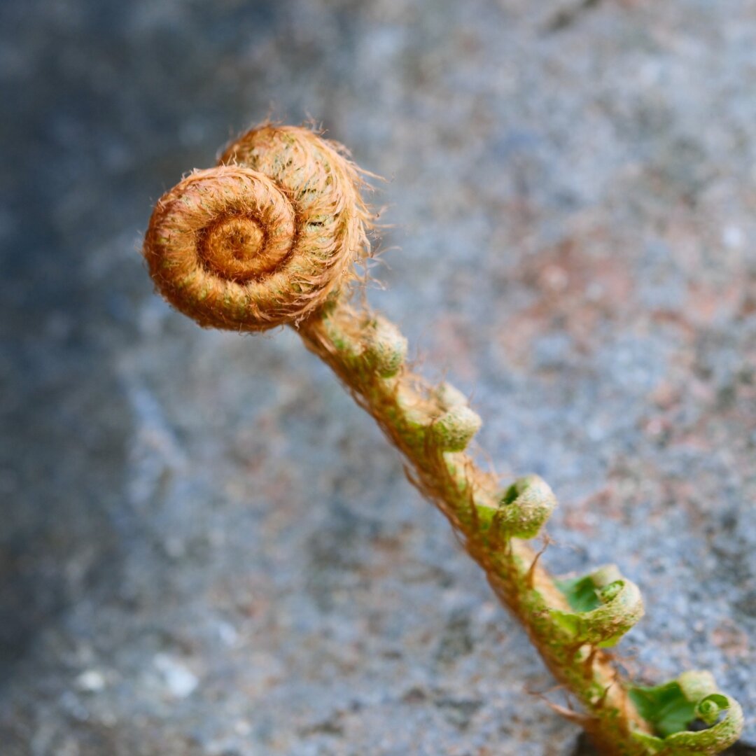 A fern fiddlehead coiled tightly. A slightly out of focus speckled grey rock serves as the entire background.