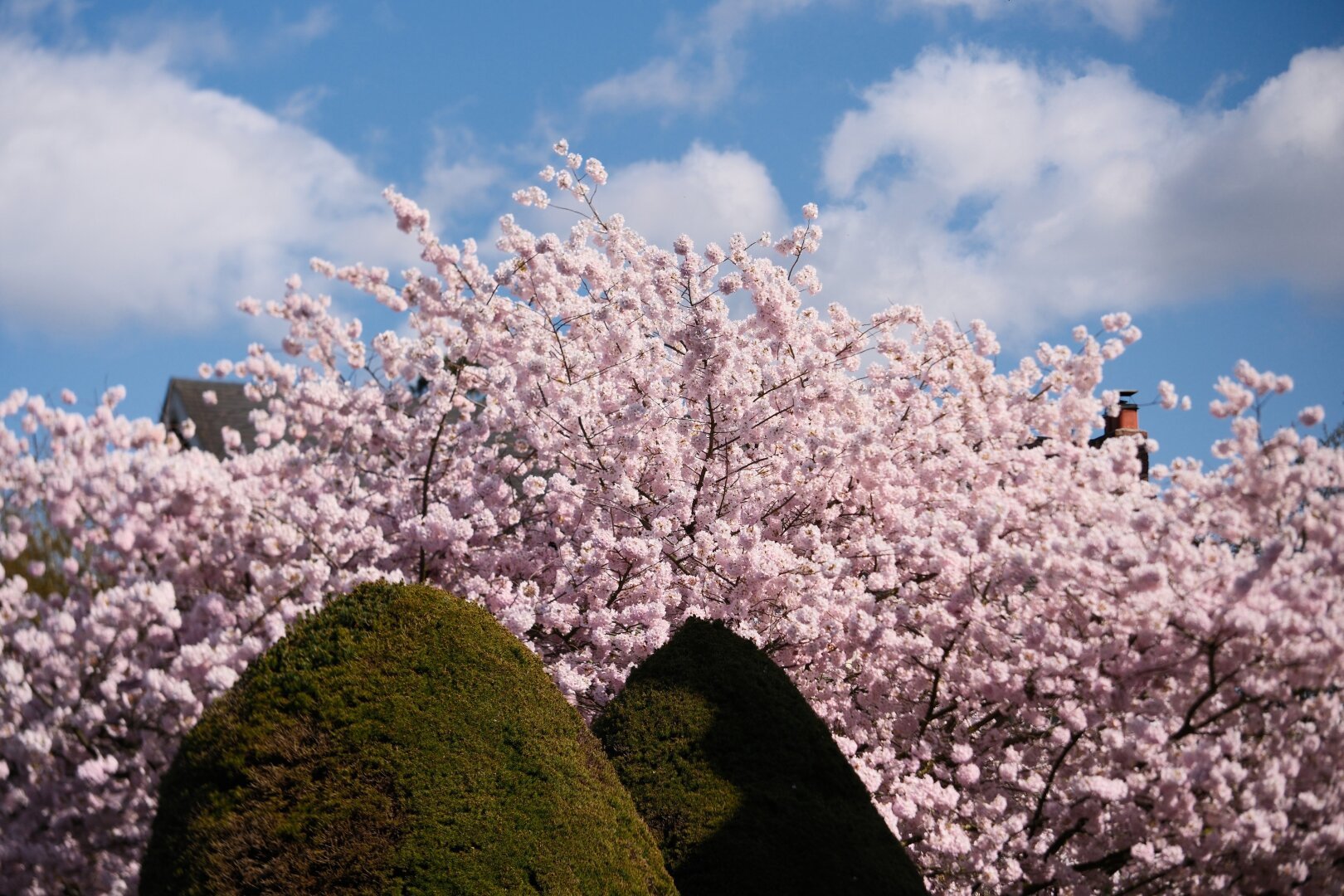 A photo of pink blossoms on a tree. Two green bushes in front of it. A partly cloudy blue sky behind it.