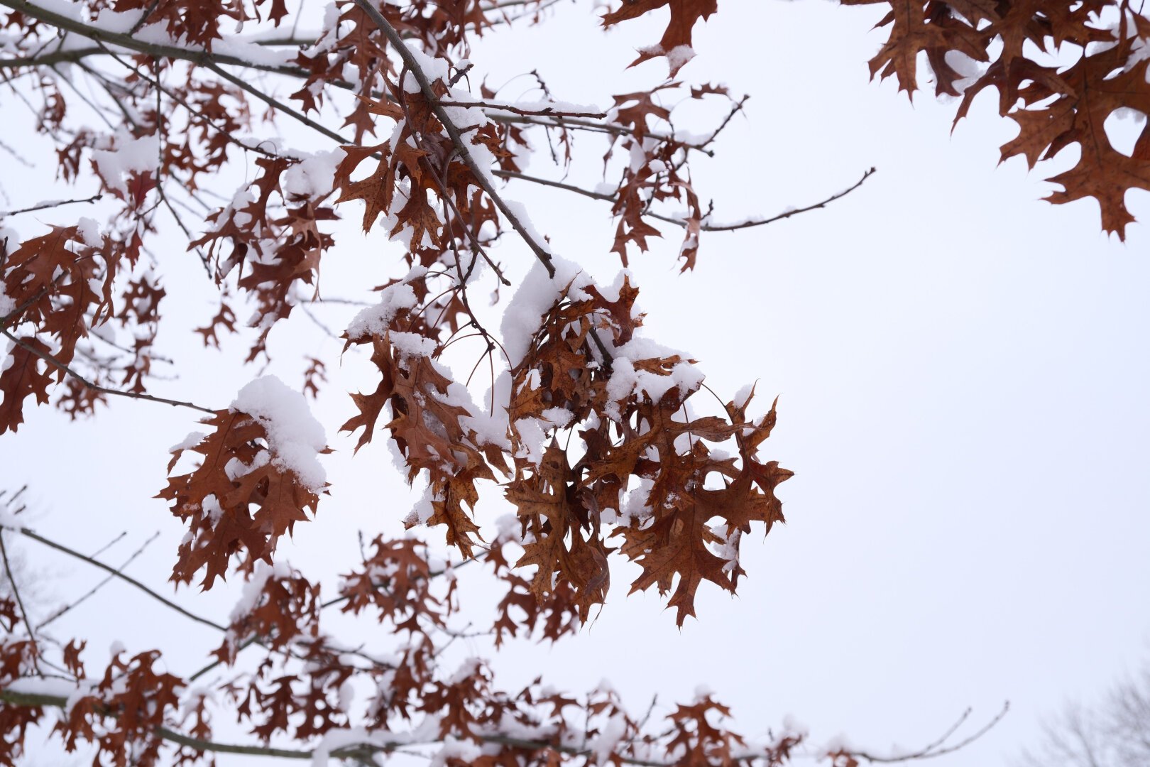 Branches full of orange leaves topped with snow.