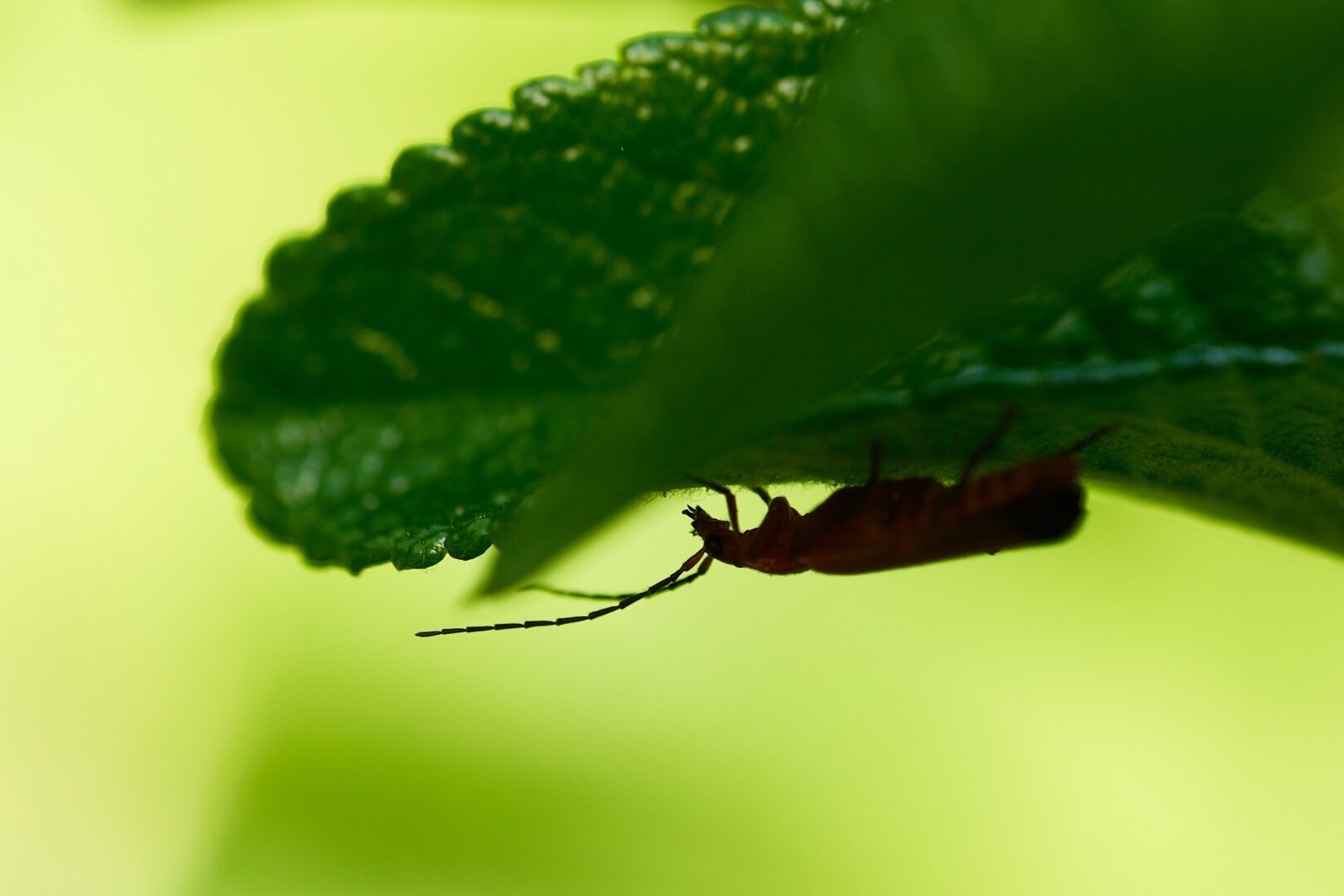A beetle hanging upside down on the bottom of a leaf silhouetted against a bright green backdrop
