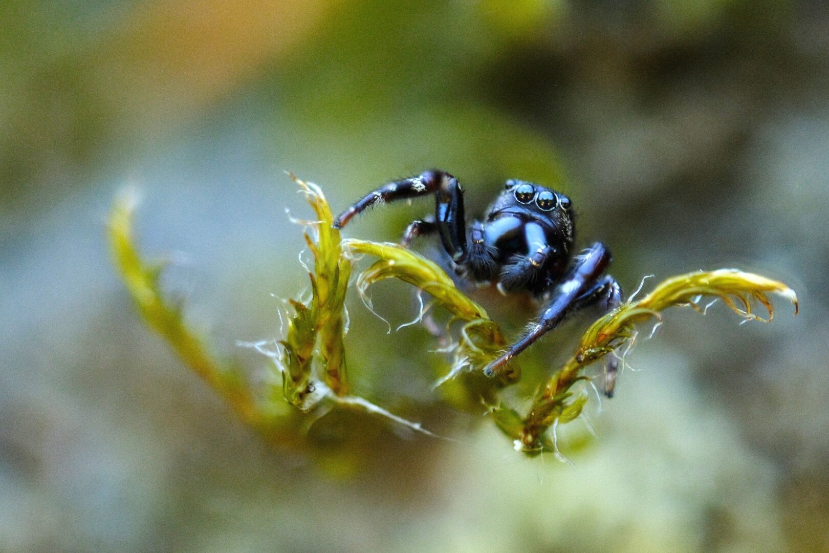 A tiny black jumping spider perched on the tips of some green moss.