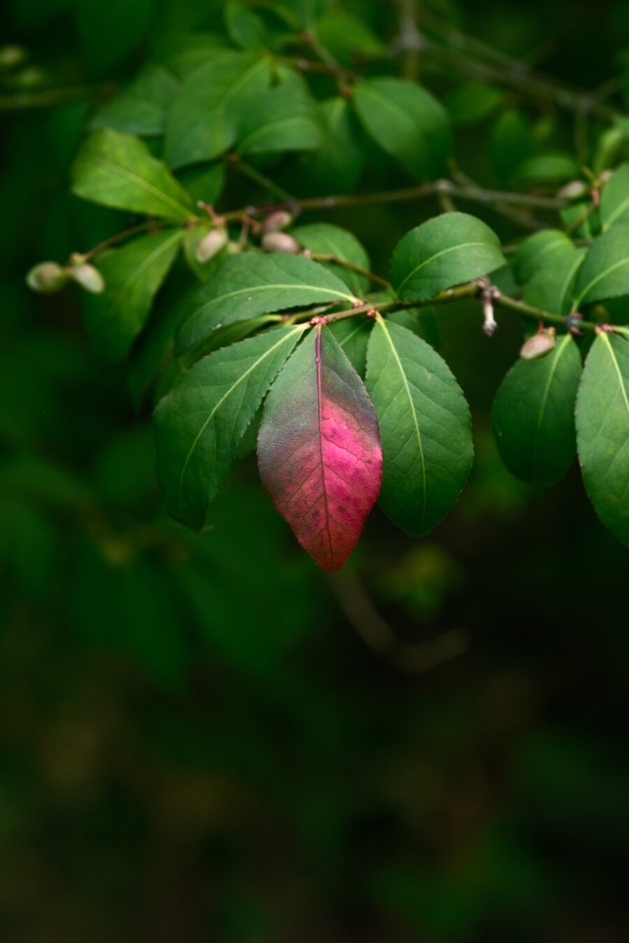 A photo of a single red leaf on a tree branch of green leaves.