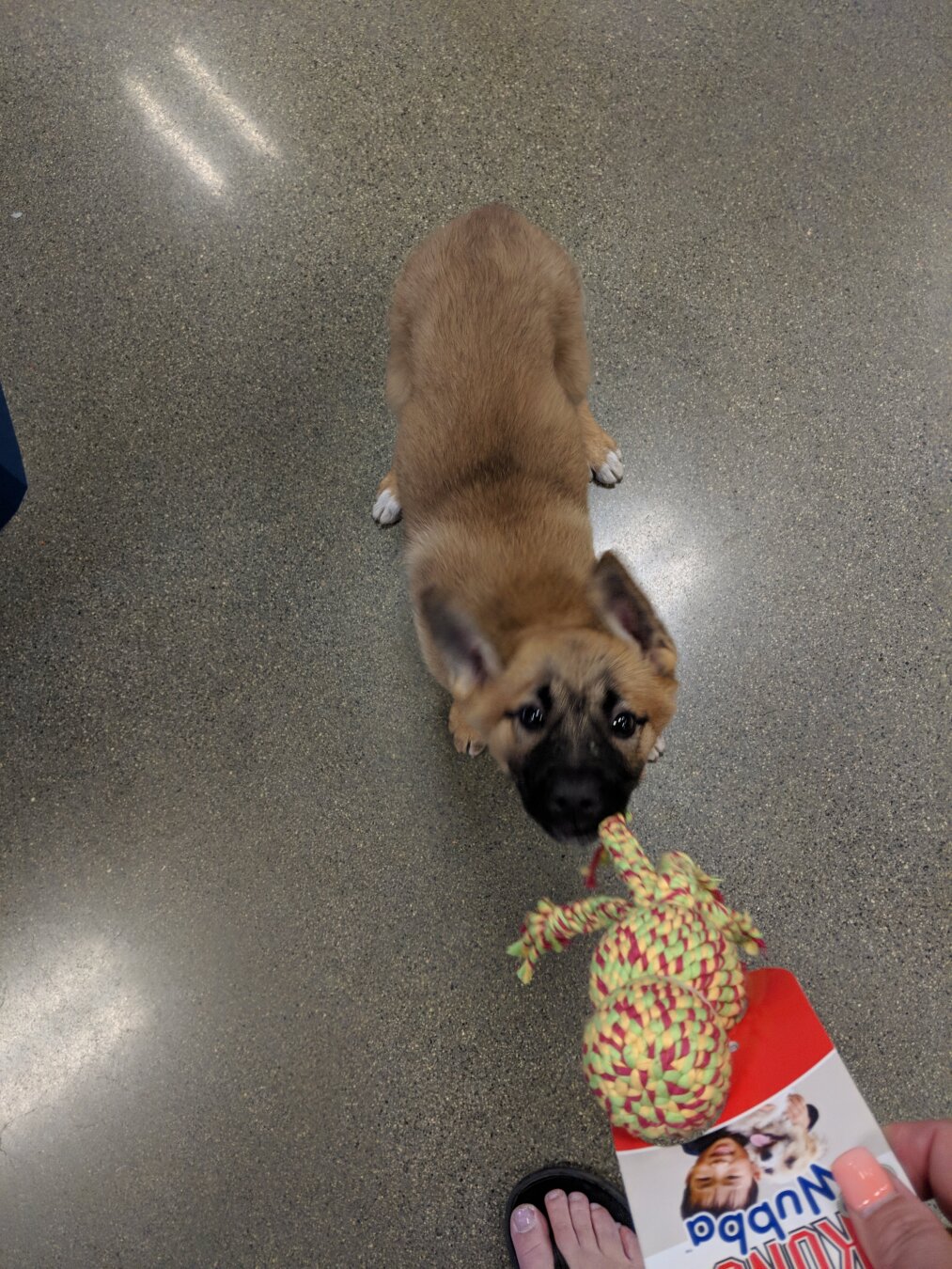 a young German shepherd puppy playing with a new dog toy