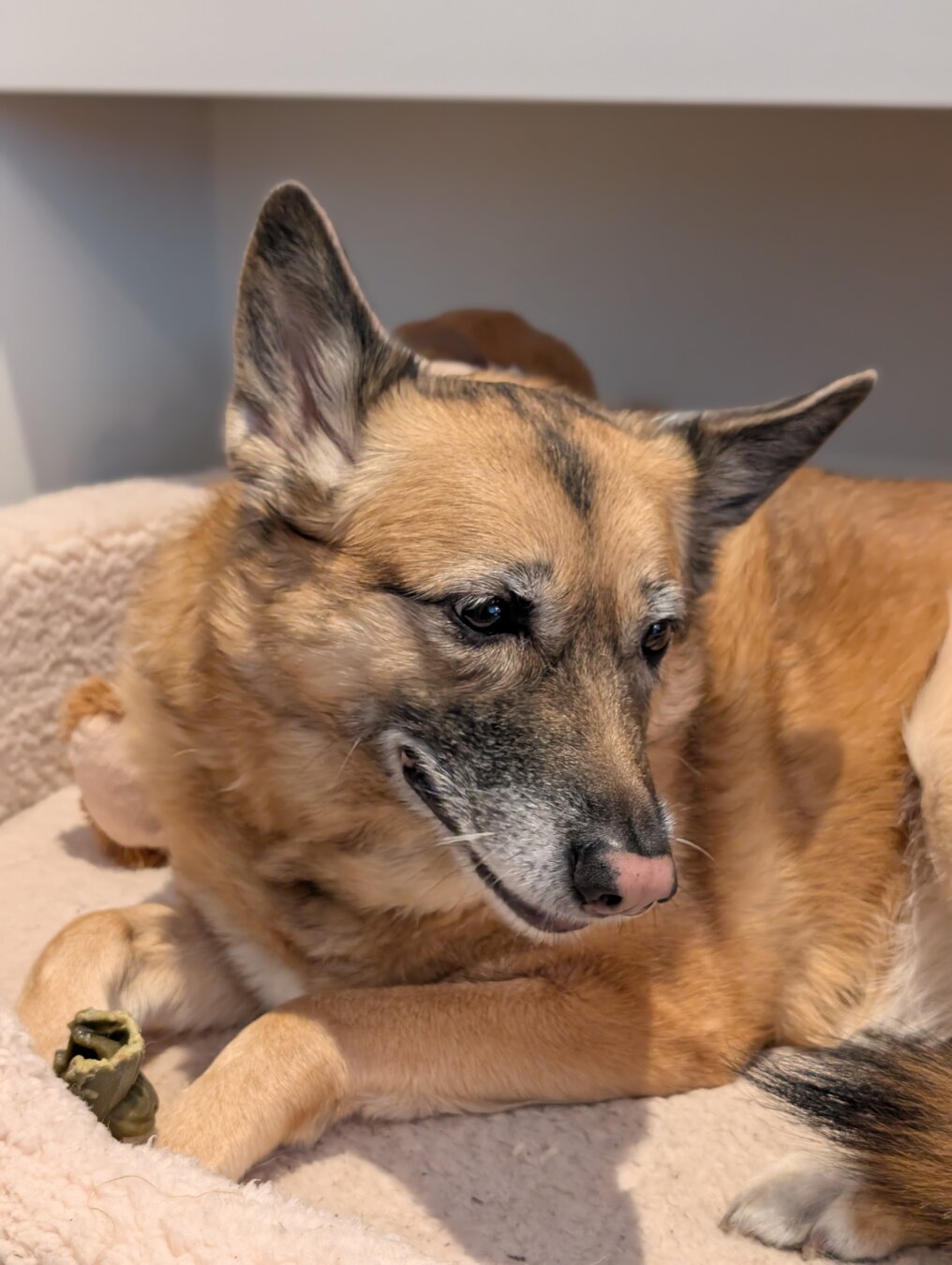 A German Shepherd dog enjoying a whimzee treat
