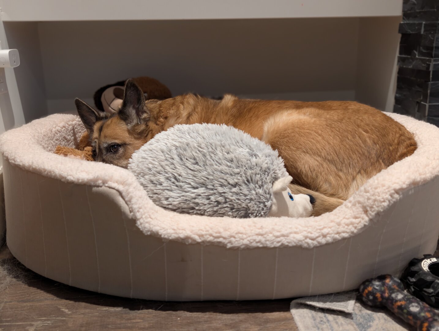 a German Shepherd dog resting in a dog bed surrounded by toys