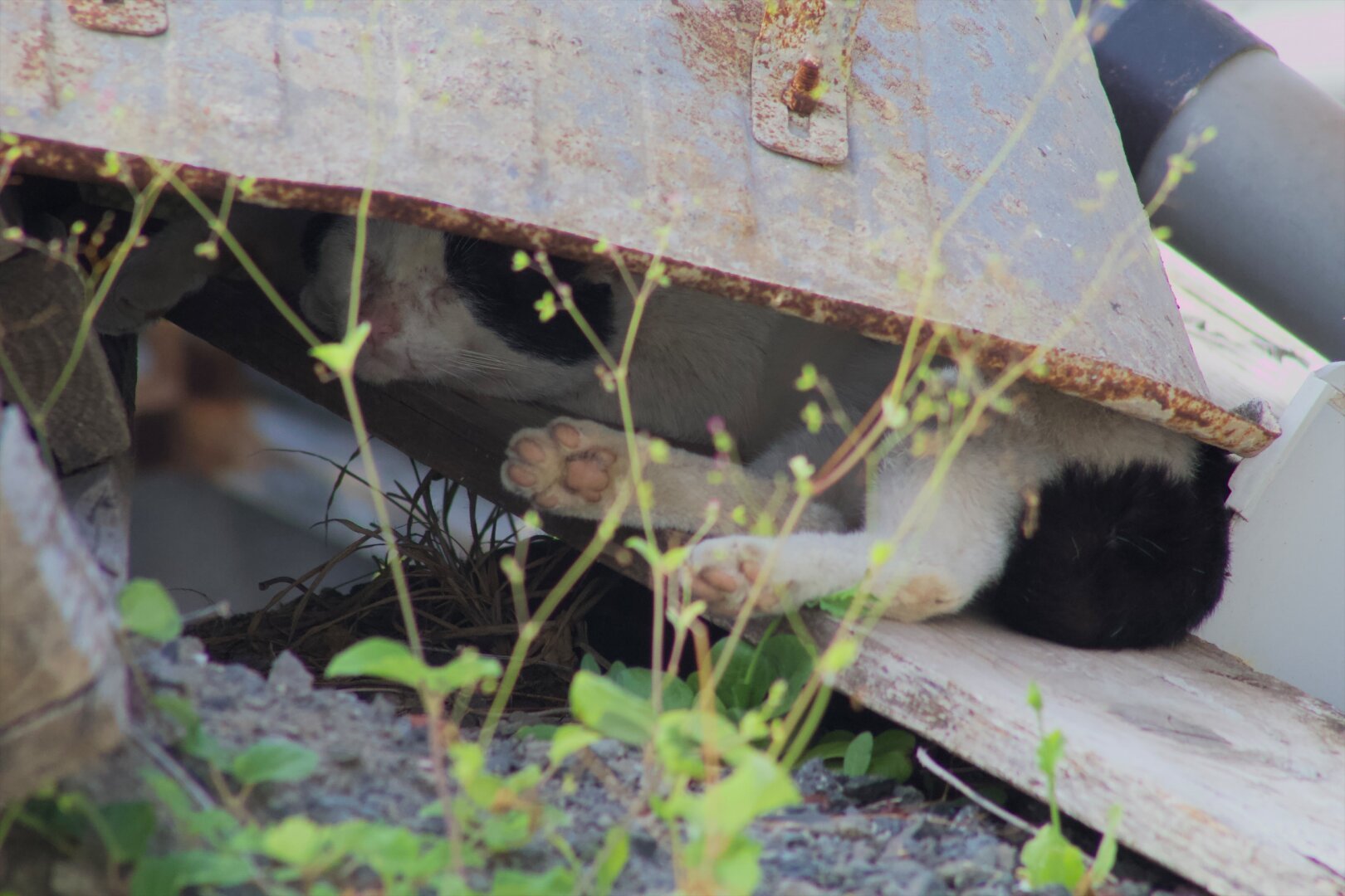 focus on the cat sleeping under an old wheelbarrow