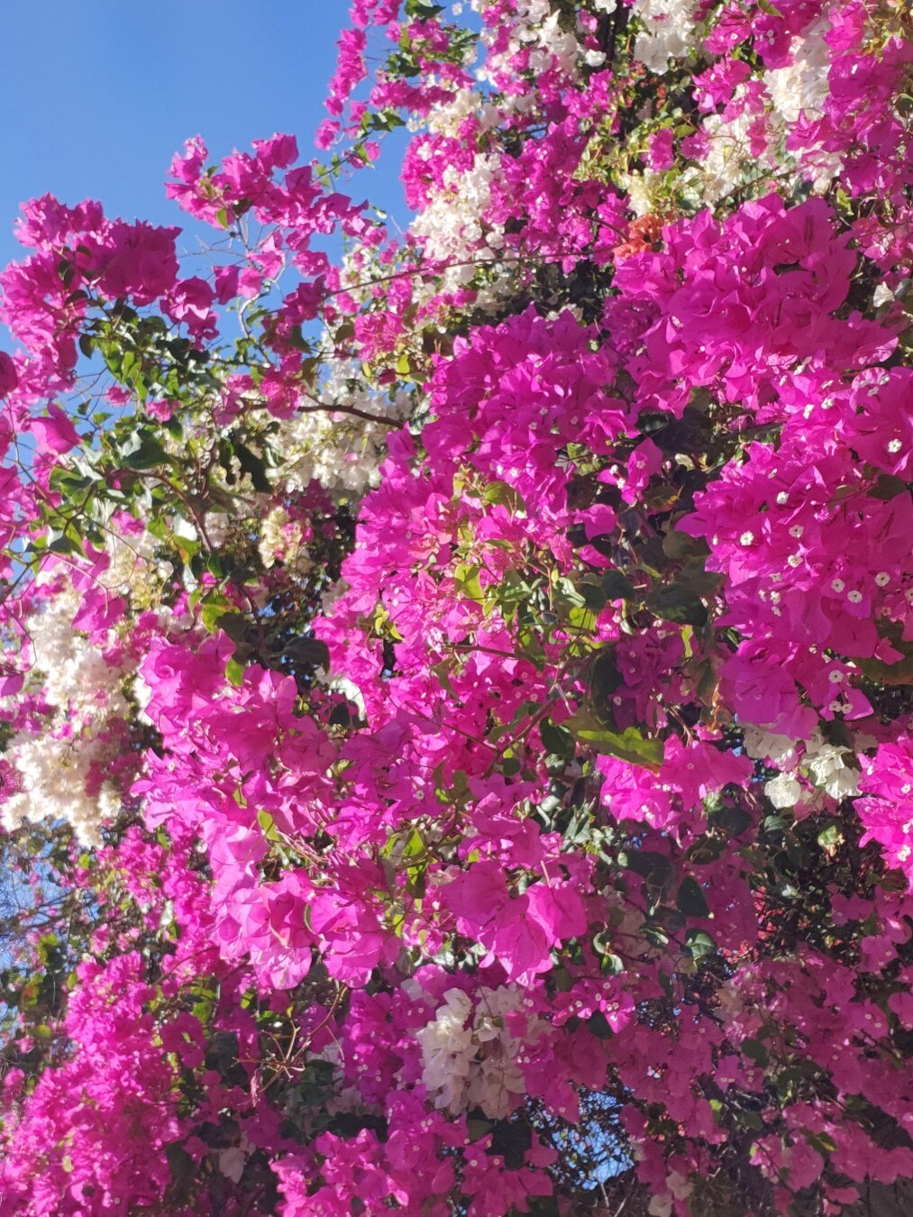 Pink and white bougainvillea