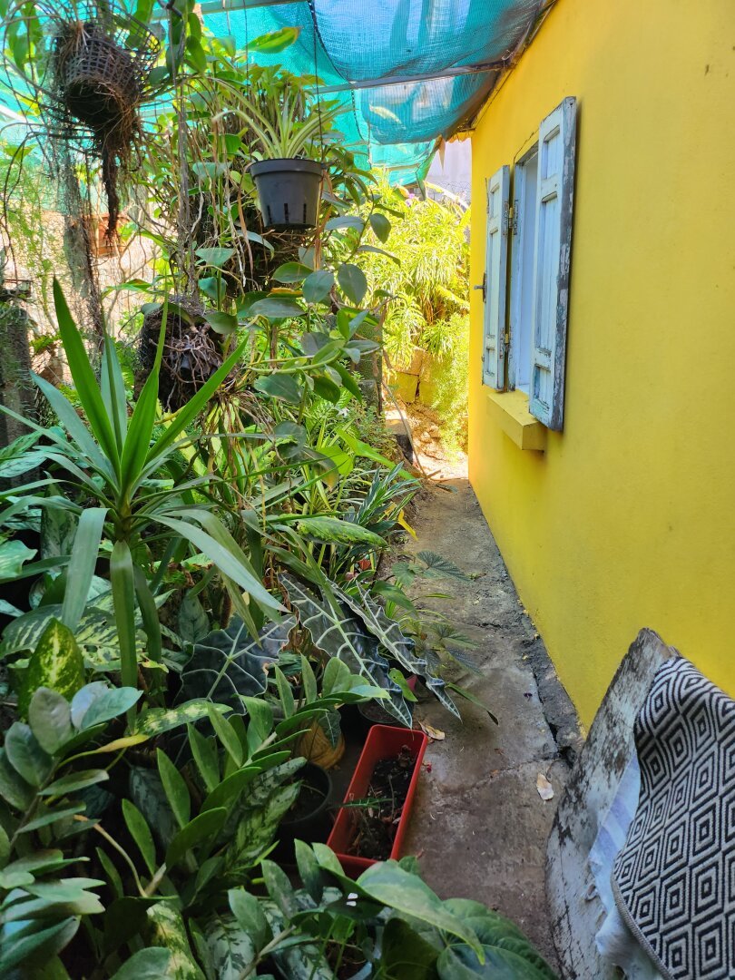 an outdoor corridor between a yellow wall with a window on the right and a space filled with plants from the ground to hanging plants on the left