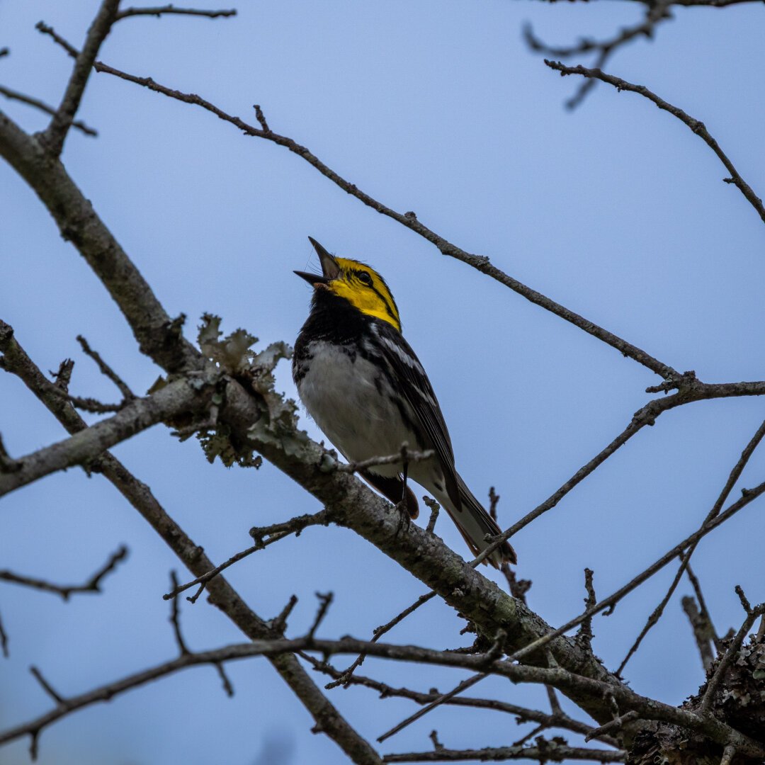 A bird with a yellow head, white tummy, and black wings. It's perched on a branch with its beak wide open warbling a song.