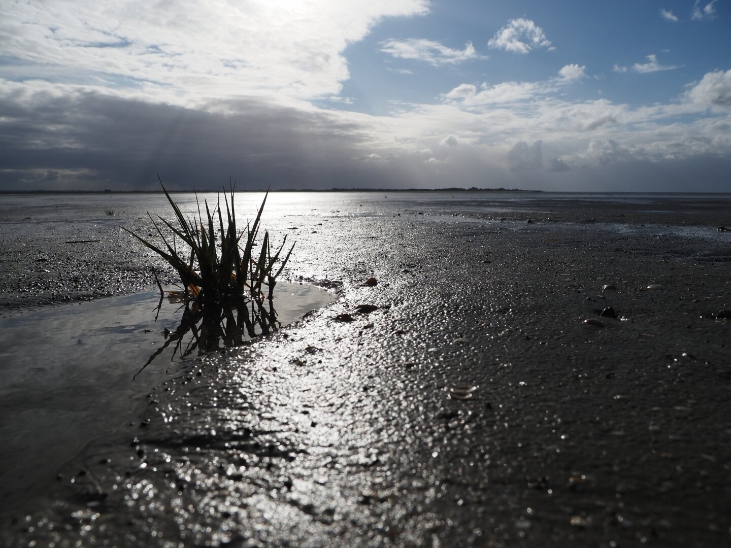 A lone aquatic plant stands in a vast expanse of sand bathed in the glow of the sun at low tide.