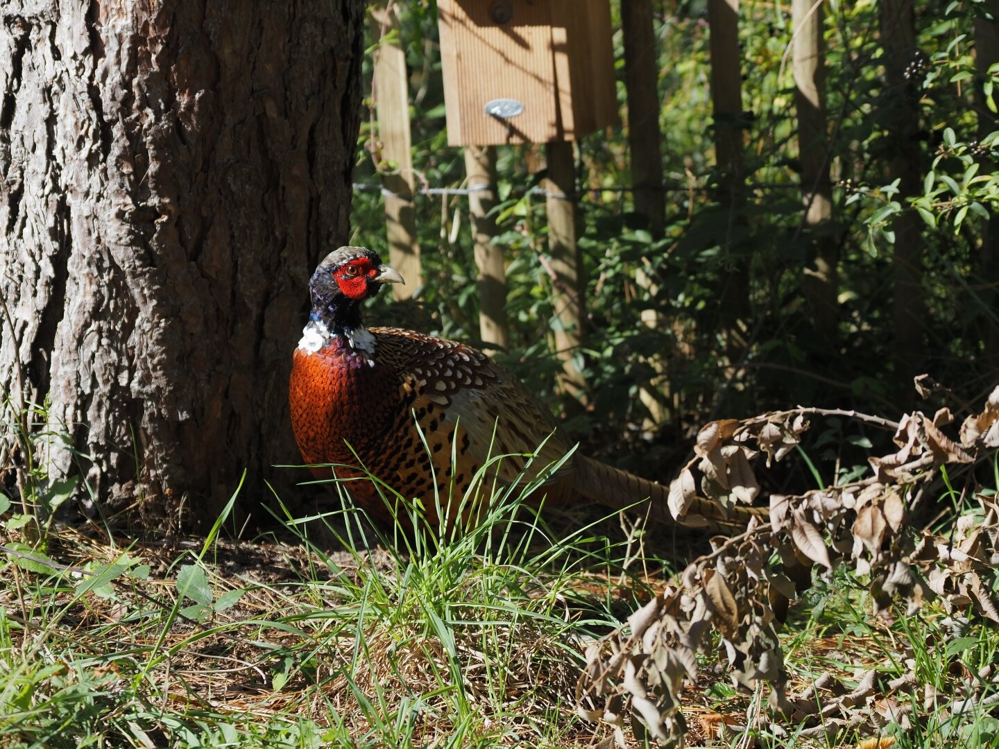 A male pheasant standing on the ground next to a tree in the Parc du Marquenterre