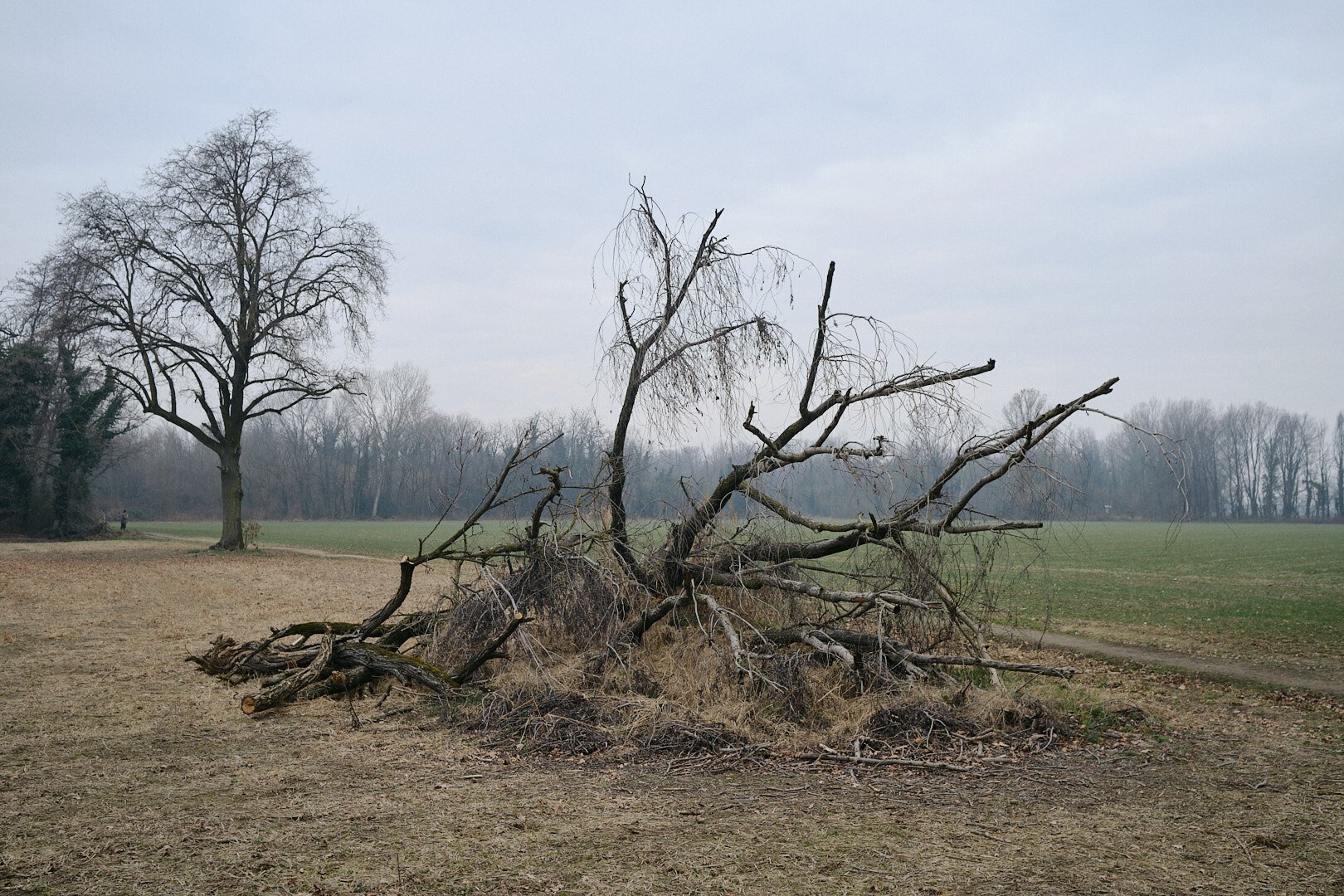 A huge fallen tree sits in the middle of a field, laying horizontally on the bare earth