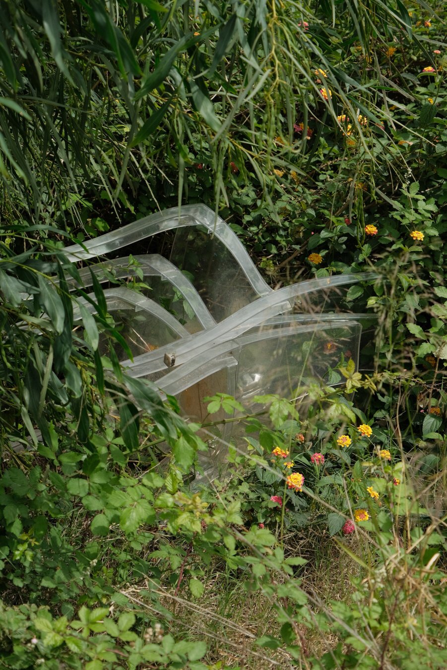 Colour photography of three transparent plastic chairs stacked and laying on their side in a luscious bush with red and orange flowers