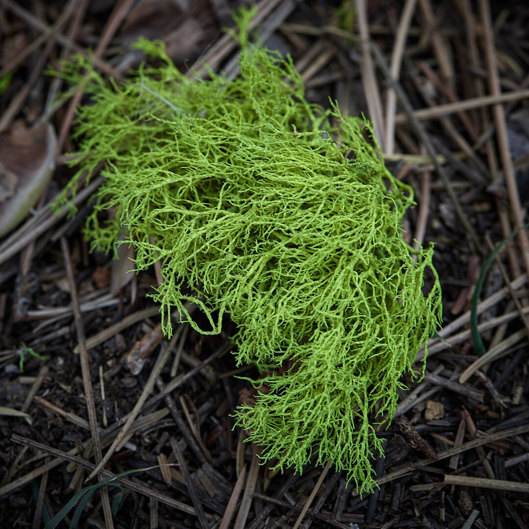 bright green moss on forest ground