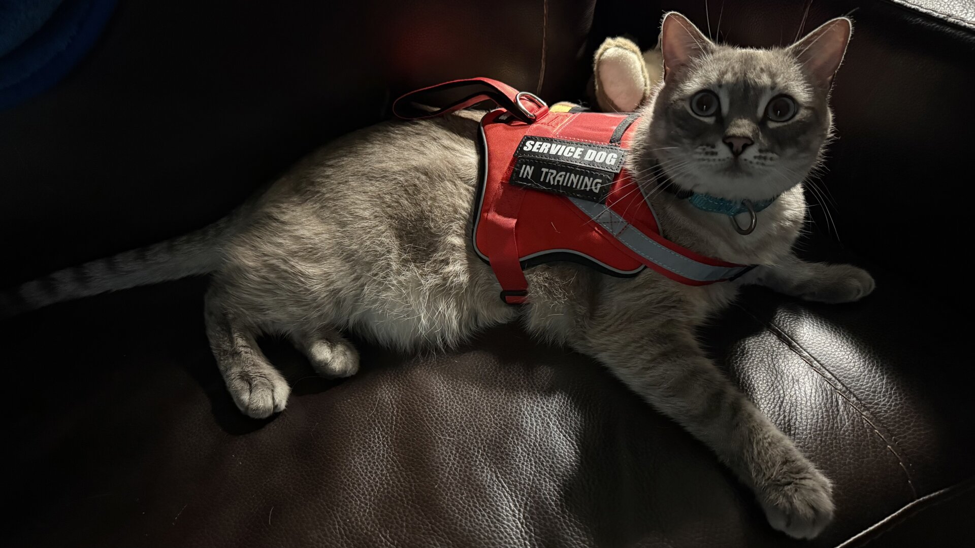 A Blue-Point Tabby Cat (white/cream with brown stripes) wearing a red vest that reads “SERVICE DOG IN TRAINING”. The cat is laying down on a dark brown couch looking up to the camera.
