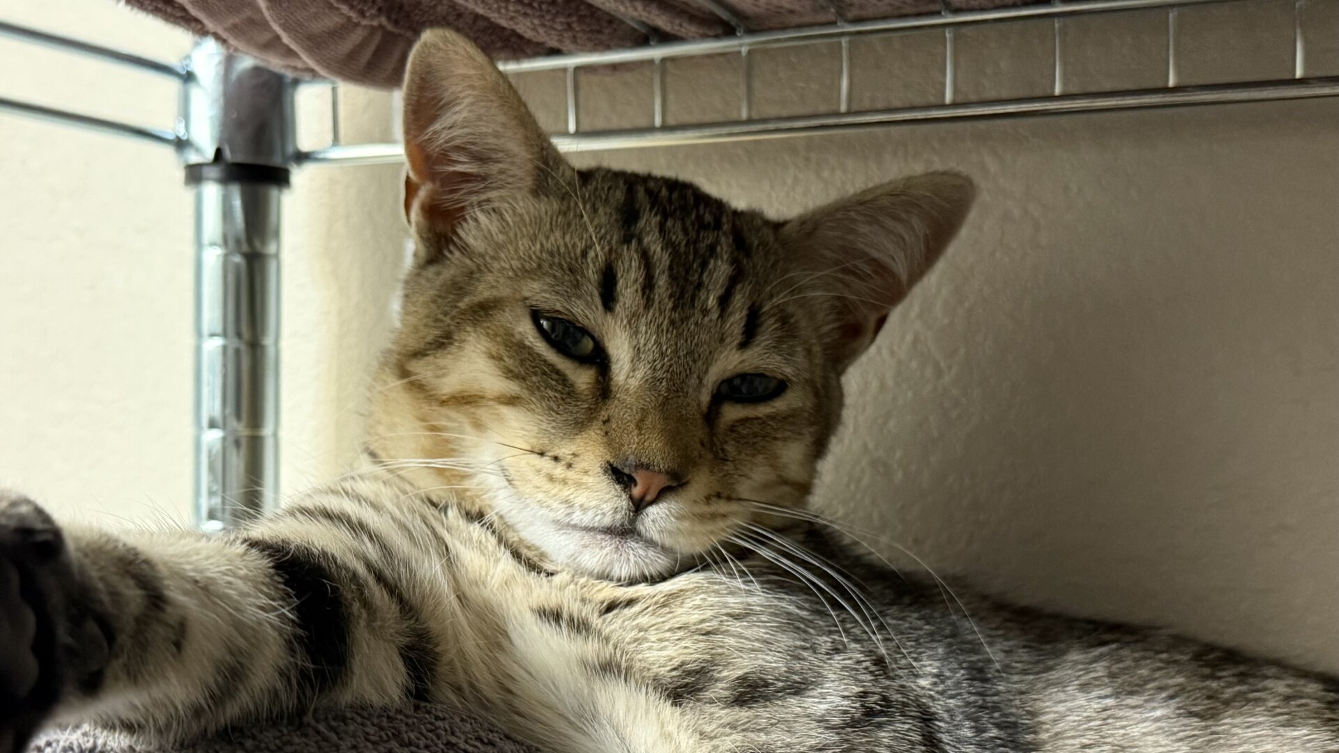 Photo of a gray tabby kitten with its right front leg extended towards the camera, creating a forced illusion of taking a selfie.
