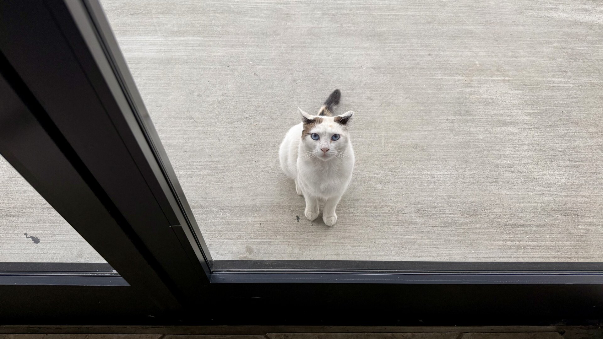 A Calico Point Siamese sitting outside a glass panel door looking in.
