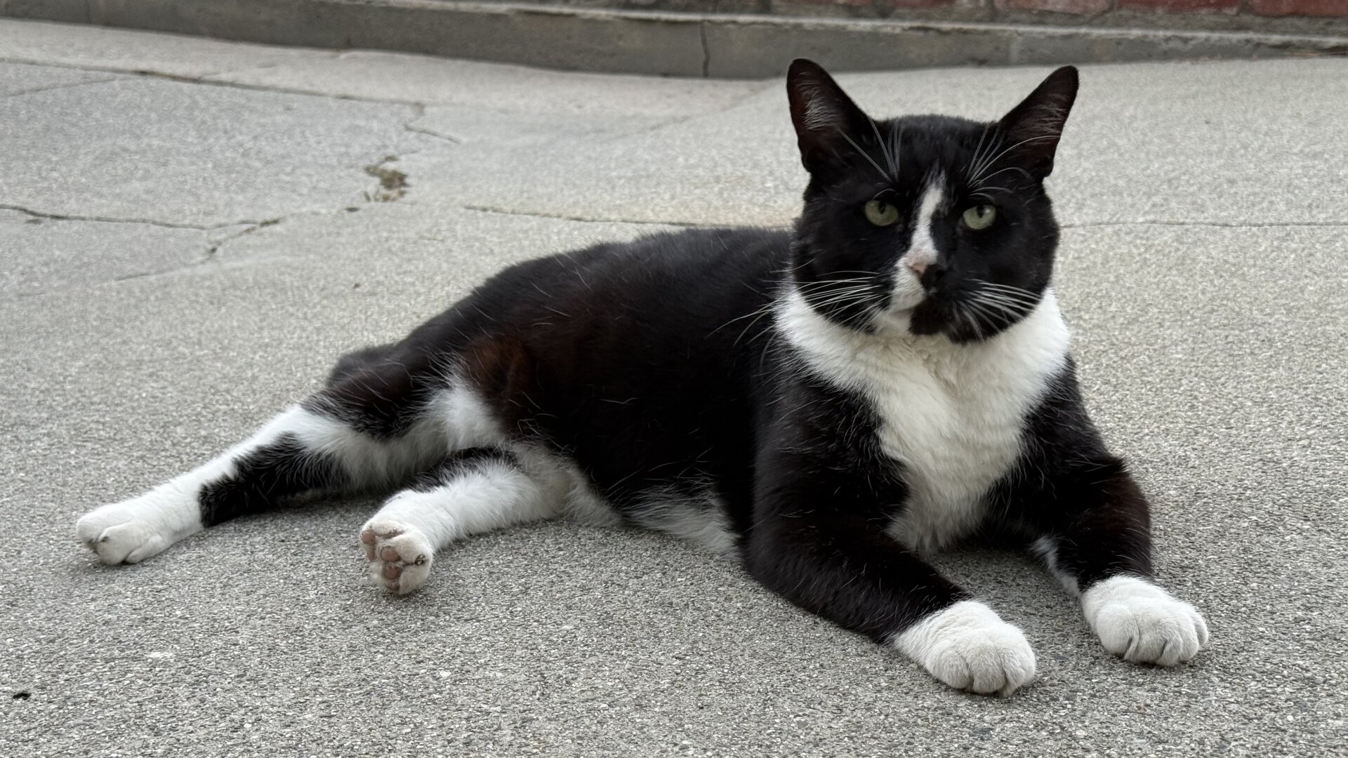 A black and white tuxedo. At with a distinct white stripe on the face, running from the forehead between the eyes to the right side of its chin. It has visible white whiskers, white paws and white chest fur. It is lying down on a concrete pavement, looking towards the camera.