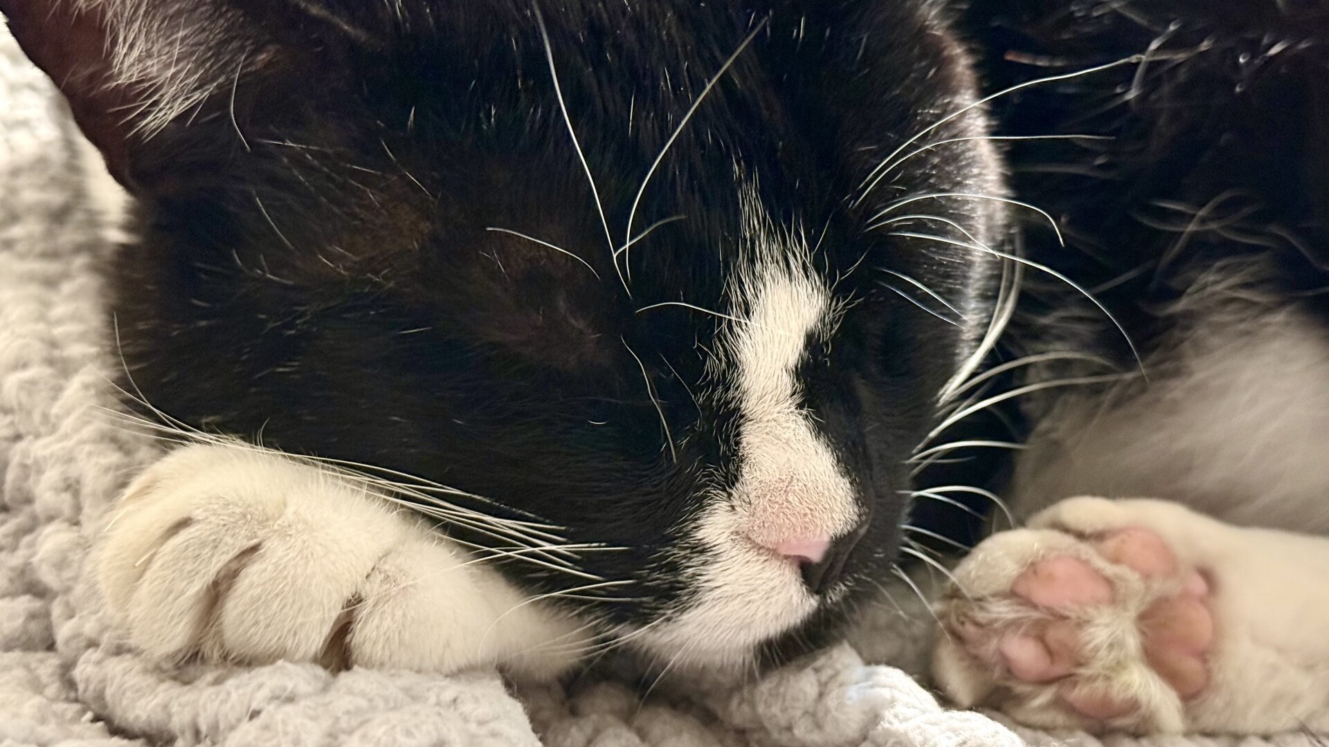 Close-up of a Black and White Tuxedo Cat, sleeping on top of a white/beige blanket, its head is resting on left paw. Its leg hind paw is shown. Beans!!!!!